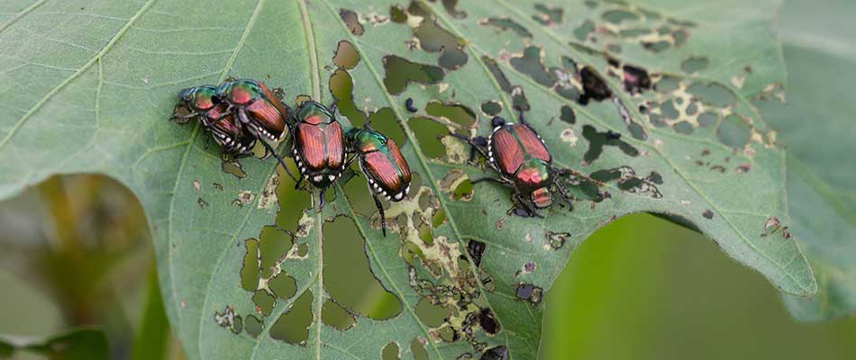 How to Get Rid of Japanese Beetles