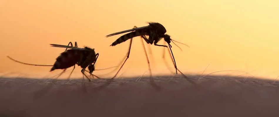 The Importance of Mosquito Control for Your Property