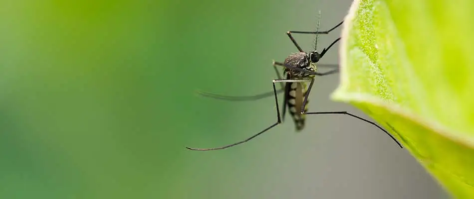 This mosquito is resting on a leaf of a West Des Moines, IA yard.