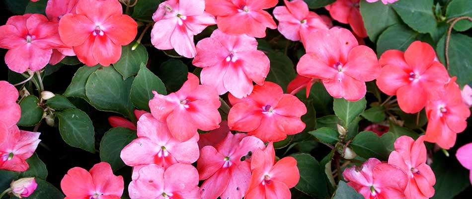 Multi-colored impatiens flowers blooming in Des Moines, IA.