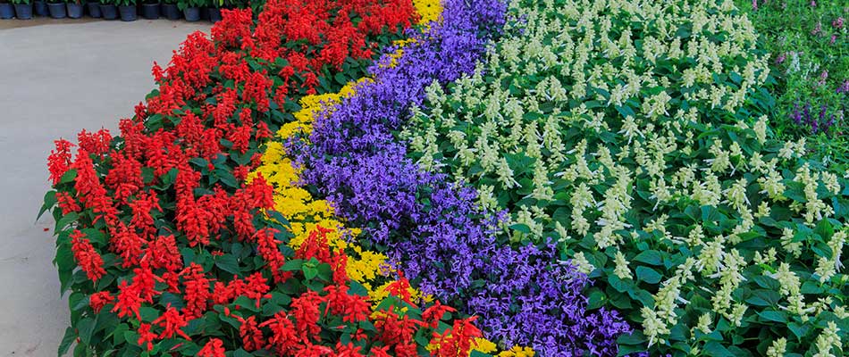 Multi-colored salvia flowers in bloom near West Des Moines, IA.