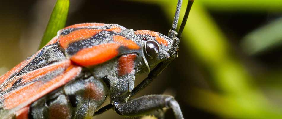 Close up photo of a chinch bug spotted in a lawn near Carlisle, IA.
