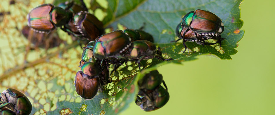 Don't Let Japanese Beetles Destroy Your Beautiful Landscape