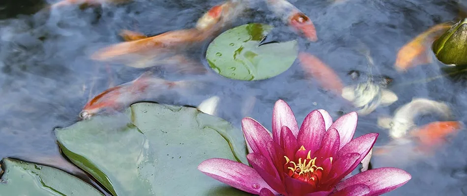 Close up photo of a koi pond and lily pad with bright flower in West Des Moines, Iowa.