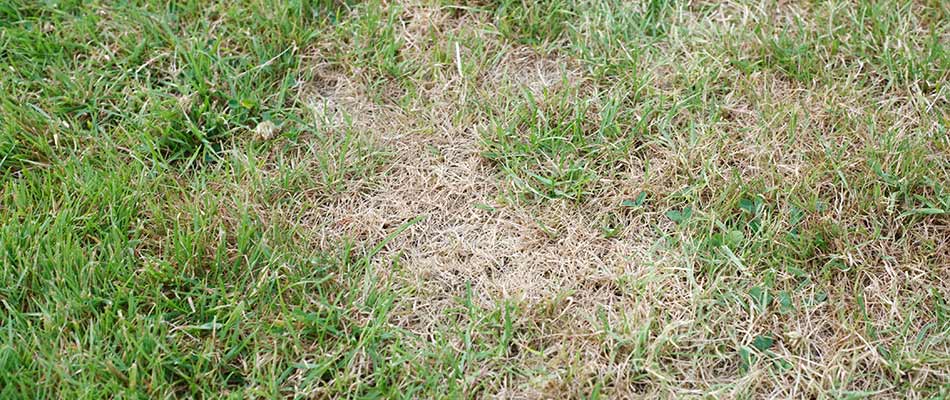 Lawn disease spreading and killing grass at a home in Altoona, IA.