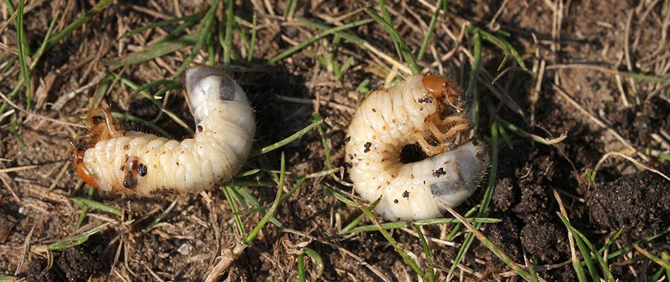Two grubs in grass on a property in Des Moines, IA.