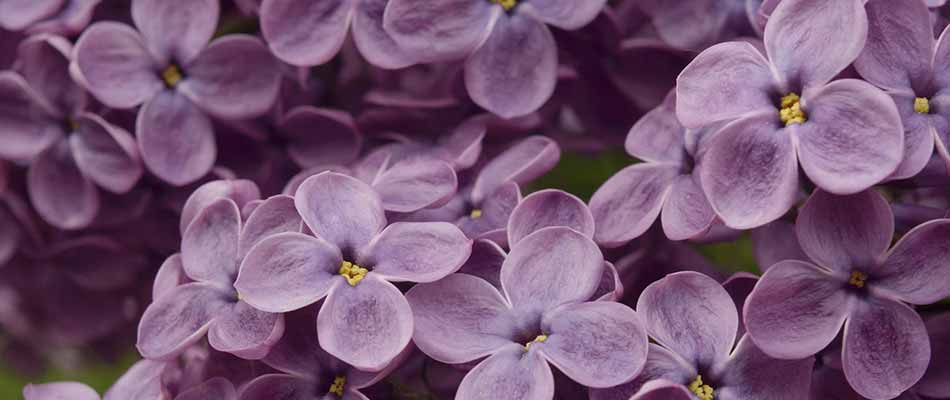 Common Iowa Plants & Shrubs That Require Winter Pruning
