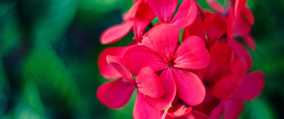 Red geranium flowers in bloom near West Des Moines, IA.