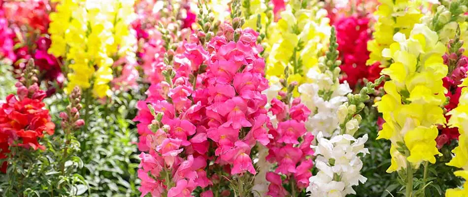 Snapdragons in bloom at a property near Granger, IA.