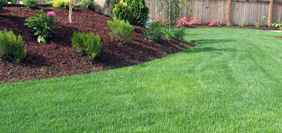 What Services Must Be Done to Ensure Your Lawn Succeeds in 2019