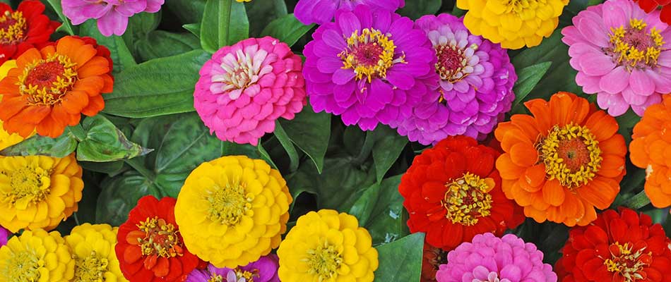 Variety of different colored zinnia flowers in bloom near Ankeny, IA.