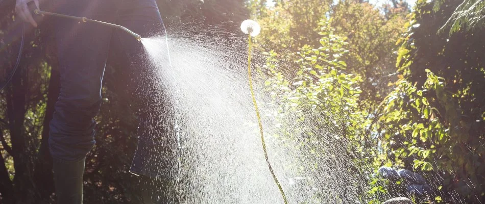 Applying a post-emergent weed control treatment on a dandelion in Des Moines, IA.