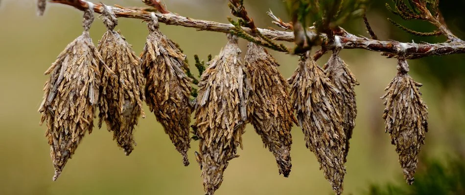 Bags of bagworms on a tree branch in Iowa.