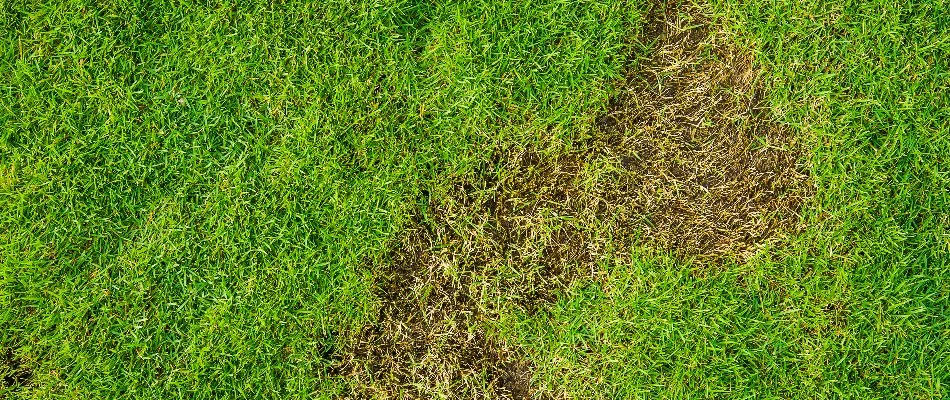 Brown patch on a lawn with green grass in Des Moines, IA.
