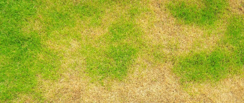 Brown patch spreading across a lawn in Des Moines, IA.