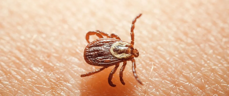 Brown tick on exposed skin in Des Moines, IA.