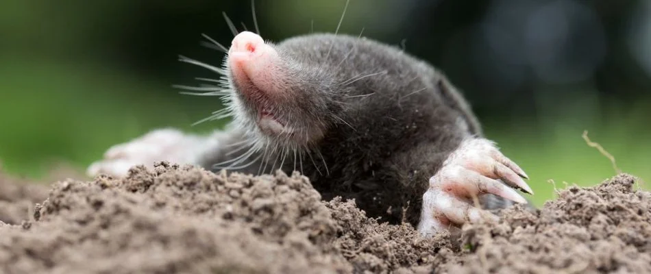 Close up of a mole in Des Moines, IA.