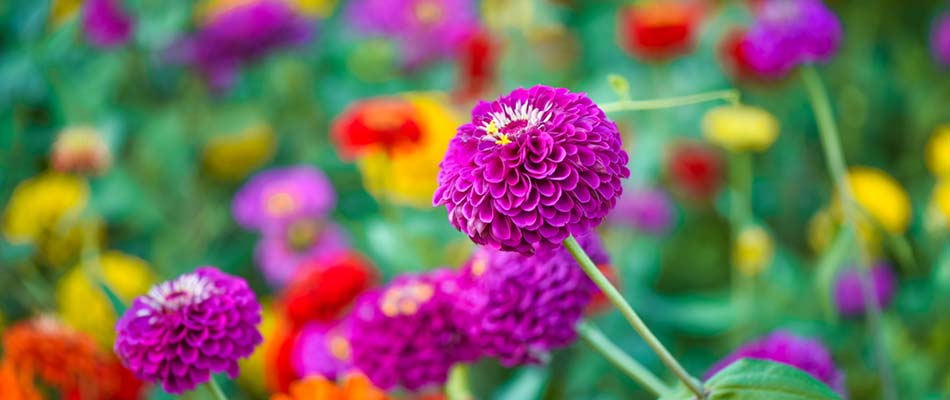 Colorful zinnia flowers in bloom near Des Moines, Iowa.