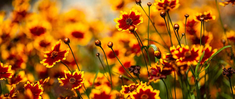 Coreopsis flowers blooming at a property in Norwalk, IA.