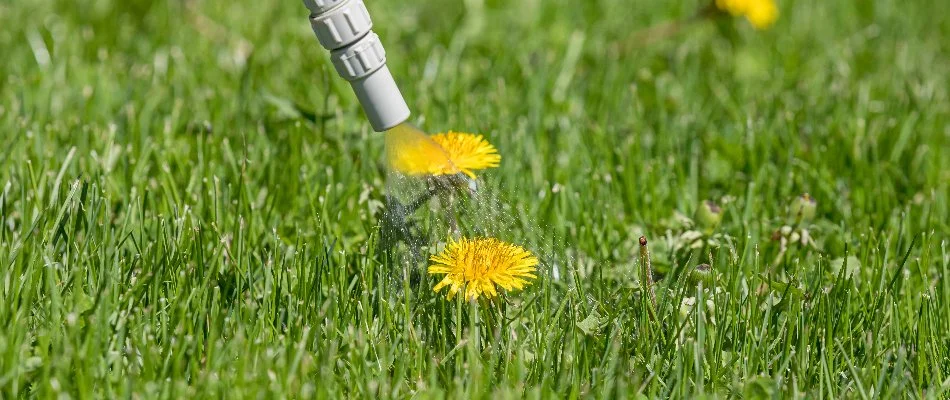 Dandelion being treated with weed control in Des Moines, IA.