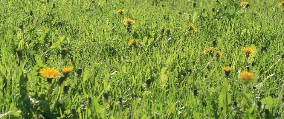 Dandelion weeds spread across a lawn in Des Moines, IA.