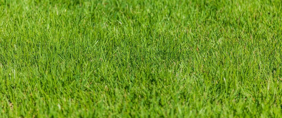 Dense green grass in Des Moines, IA.