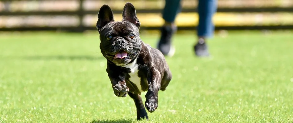 Dog in Des Moines, IA, running on artificial turf.