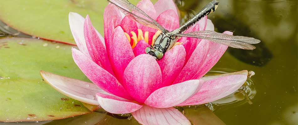 Dragonfly on a pink flower in a water feature near Pleasant Hill, IA.