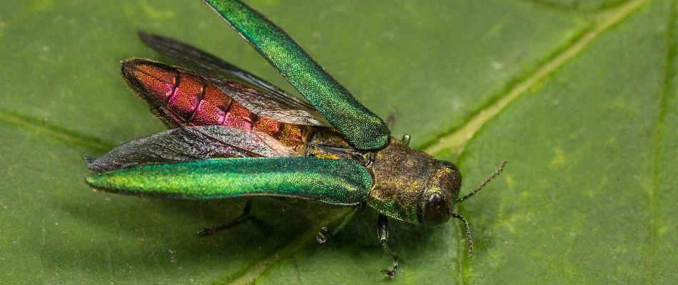 Emeral ash borer on a leaf in Iowa.