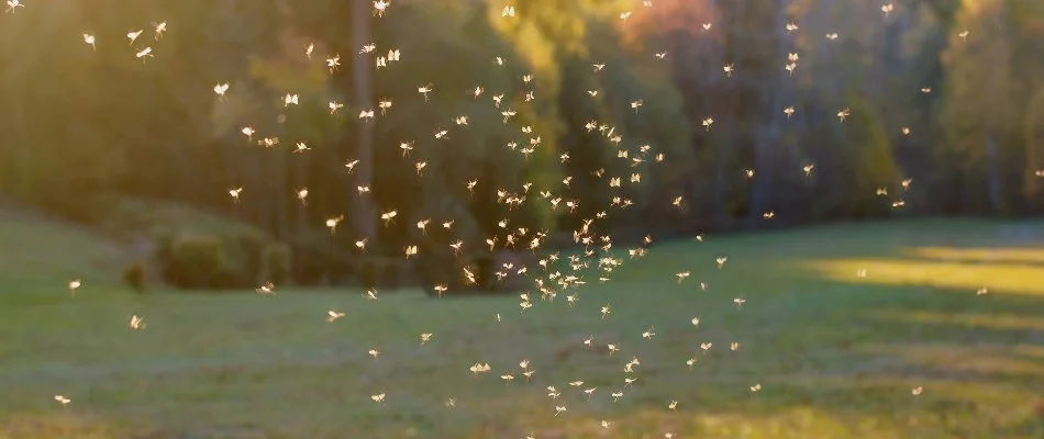 Mosquitoes flying outdoors in Des Moines, IA.
