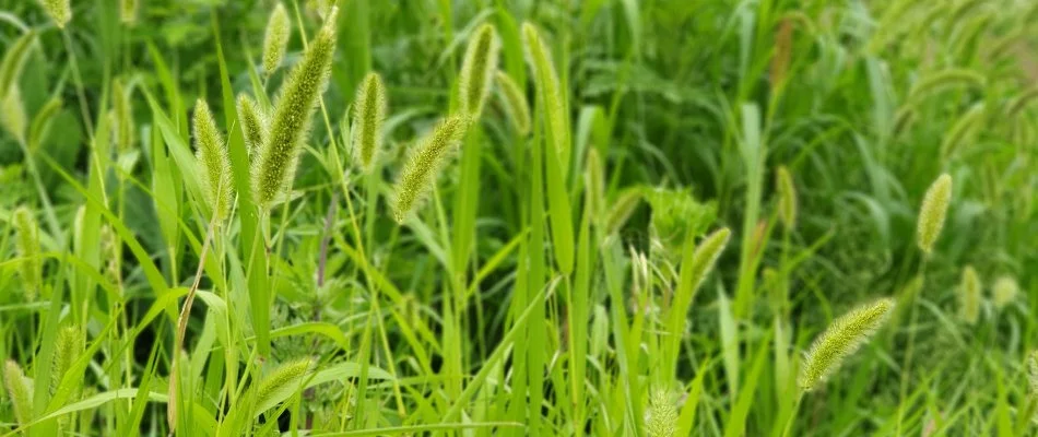 Foxtail weeds in Des Moines, IA.