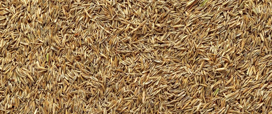 Grass seeds for overseeding a lawn in Des Moines, IA.