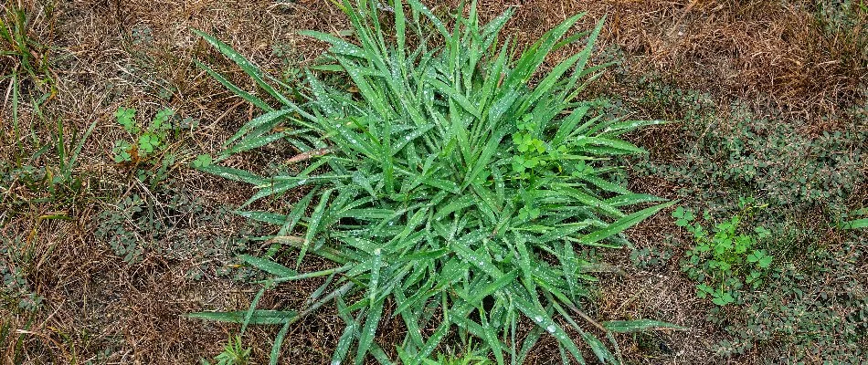 Green crabgrass weed and dead grass in Des Moines, IA.