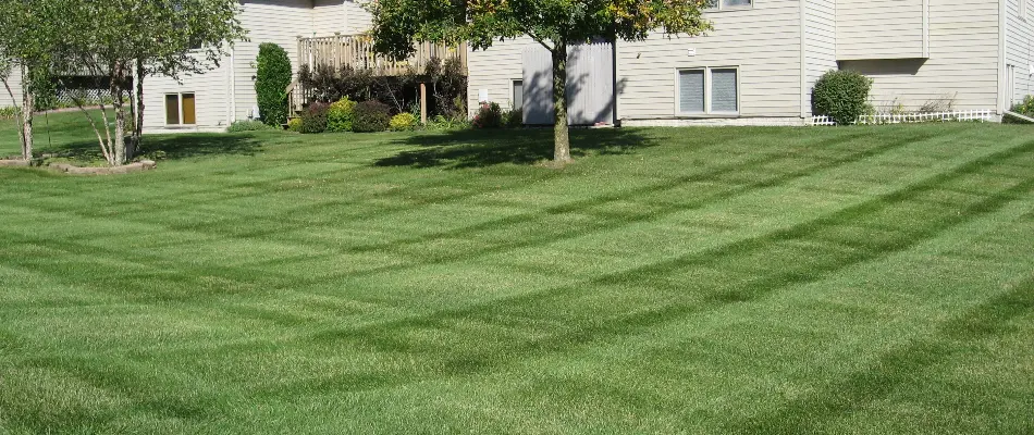 A green fertilized lawn with trees in Des Moines, IA, in front of a house.