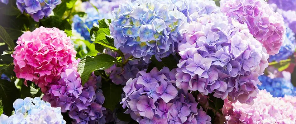 Hydrangeas flowering in multiple colors at a home in Des Moines, IA.