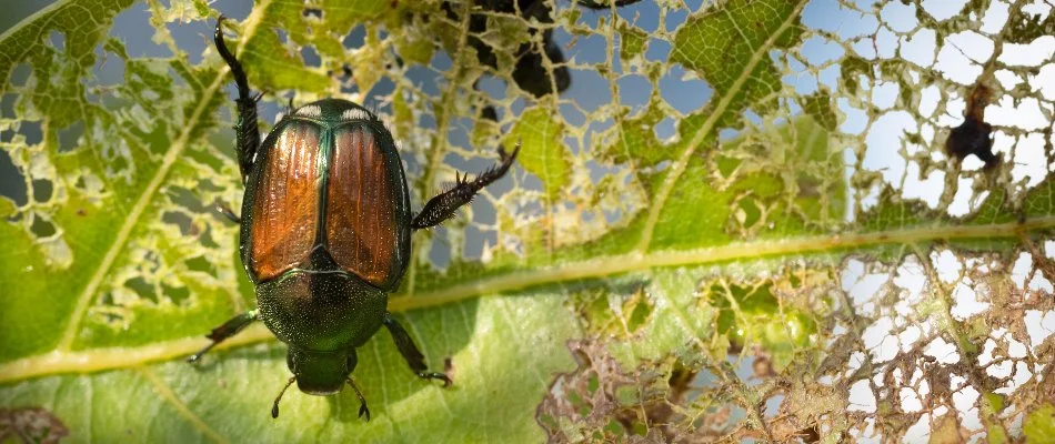Japanese beetle on a damaged leaf in Des Moines, IA.