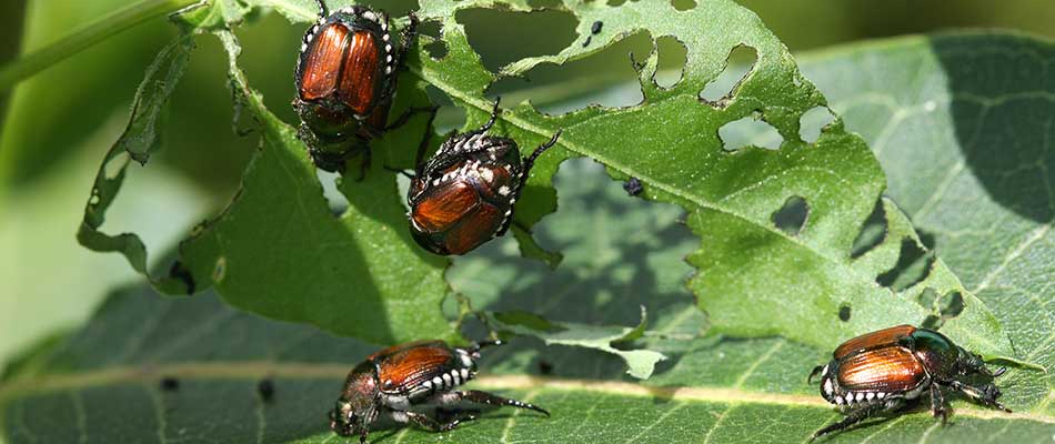 Japanese beetles destroying leaves in Windsor Heights, IA.