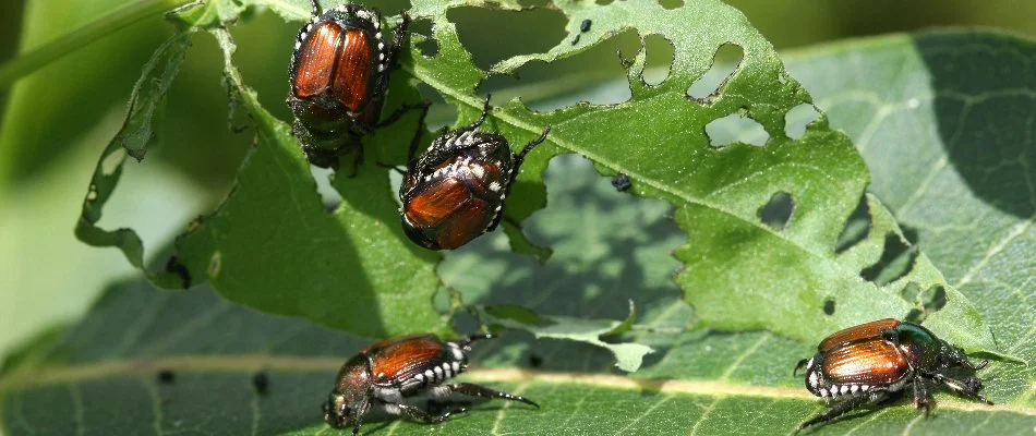 Japanese beetles in Iowa feeding on the leaves of a tree.