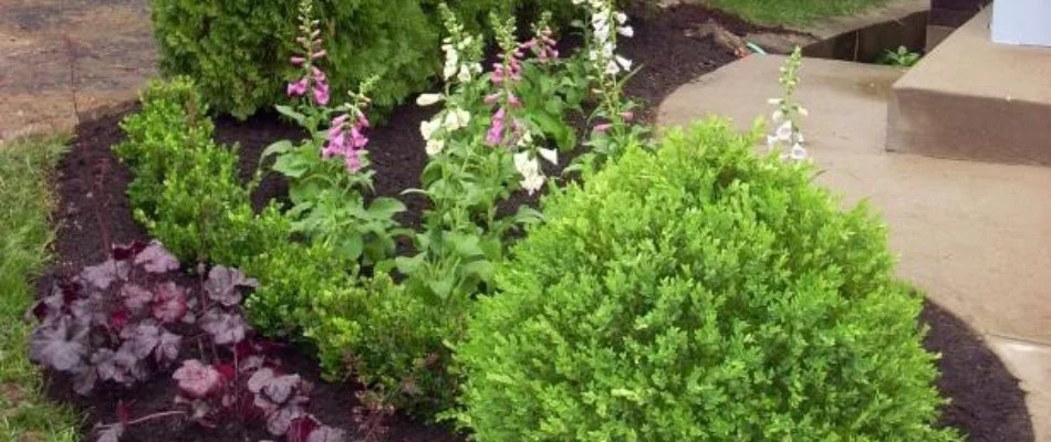 Landscape bed in Des Moines, IA, with shrubs and flowers.