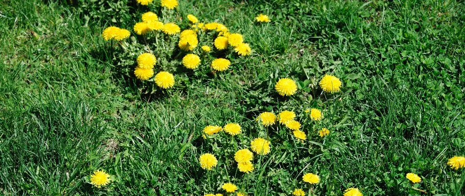 Lawn in Des Moines, IA, with dandelions.