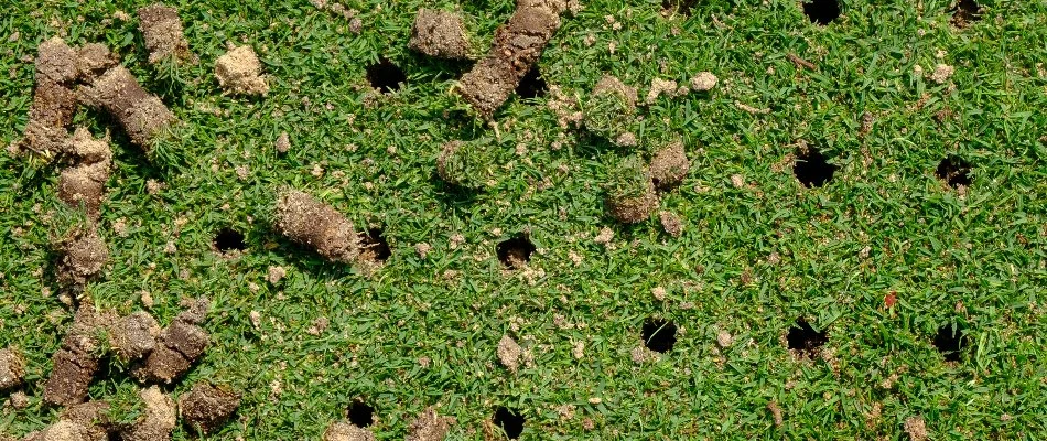 Lawn in Des Moines, IA, with holes and aeration plugs.