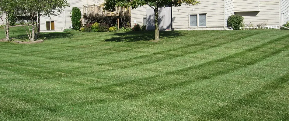 Lawn in Des Moines, IA, with mowing pattern.