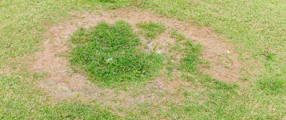 Lawn in Des Moines, IA, with necrotic ring spot disease.