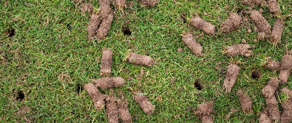 Lawn in Des Moines, IA, with soil plugs and holes from aeration.