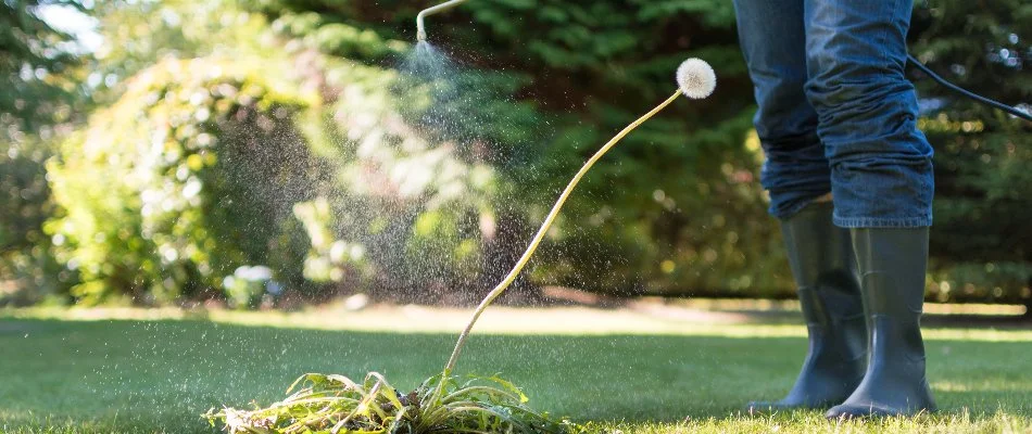 Man treating a dandelion in Des Moines, IA, with weed control.