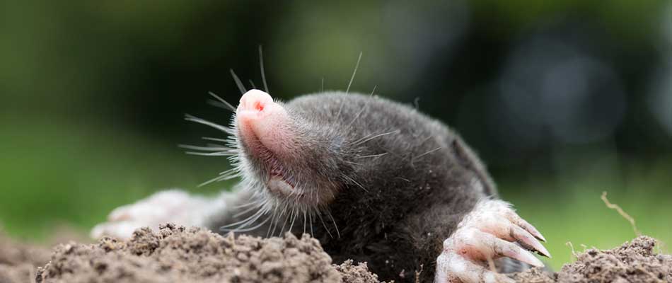 Mole emerging from the ground near Norwalk, IA.