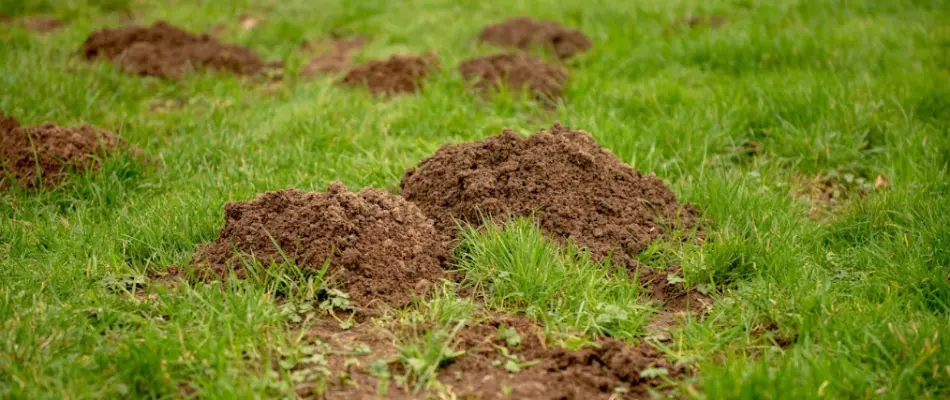 Grass in Des Moines, IA, with mole hills.