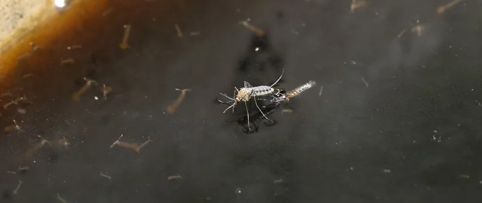 Mosquito laying eggs on stagnant water in Des Moines, IA.
