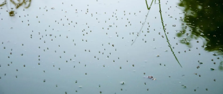 Mosquitoes on stagnant water in Des Moines, IA.
