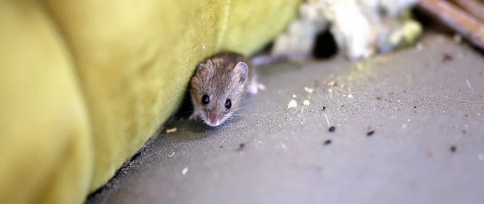 Mouse and its droppings in Des Moines, IA.